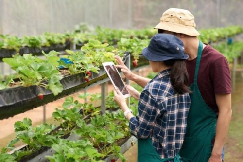 Tecnología Agrícola
